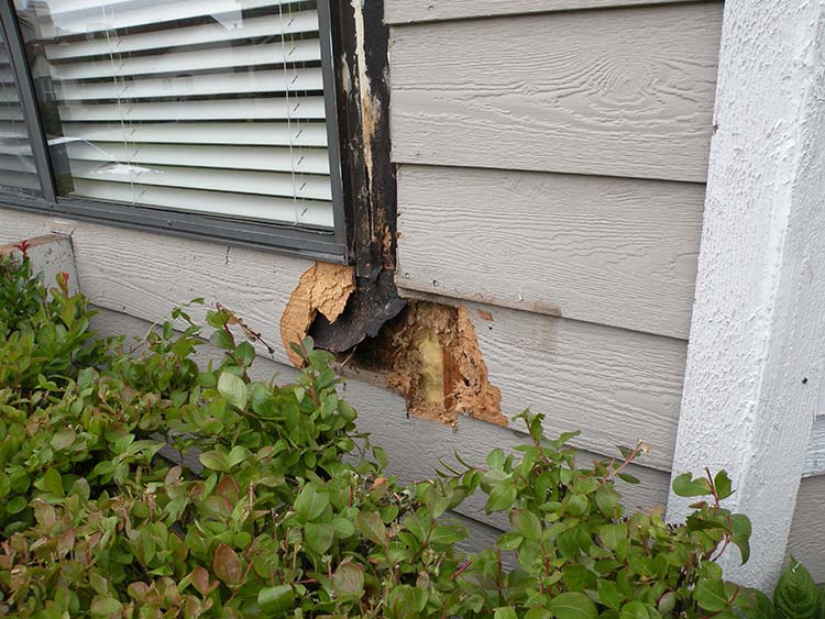 During repair: rotted siding and trim below a window cut open and removed